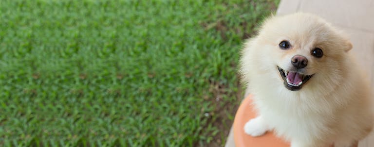 How to Train a Puppy to Show Teeth How to Train a Puppy to Show Teeth